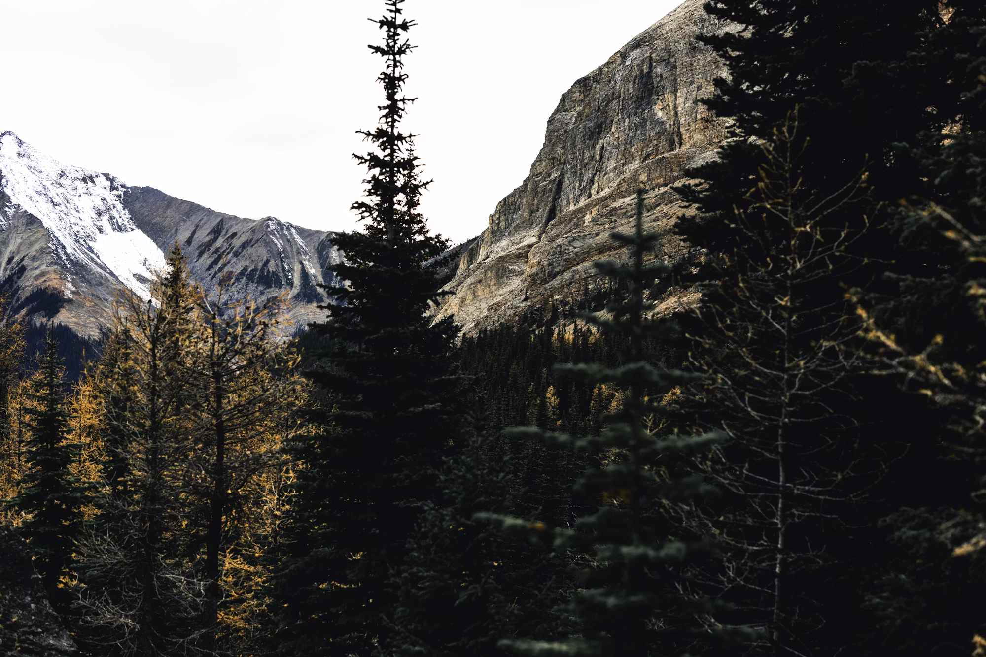 エコツーリズムの台頭：自然を保護しながら探求します